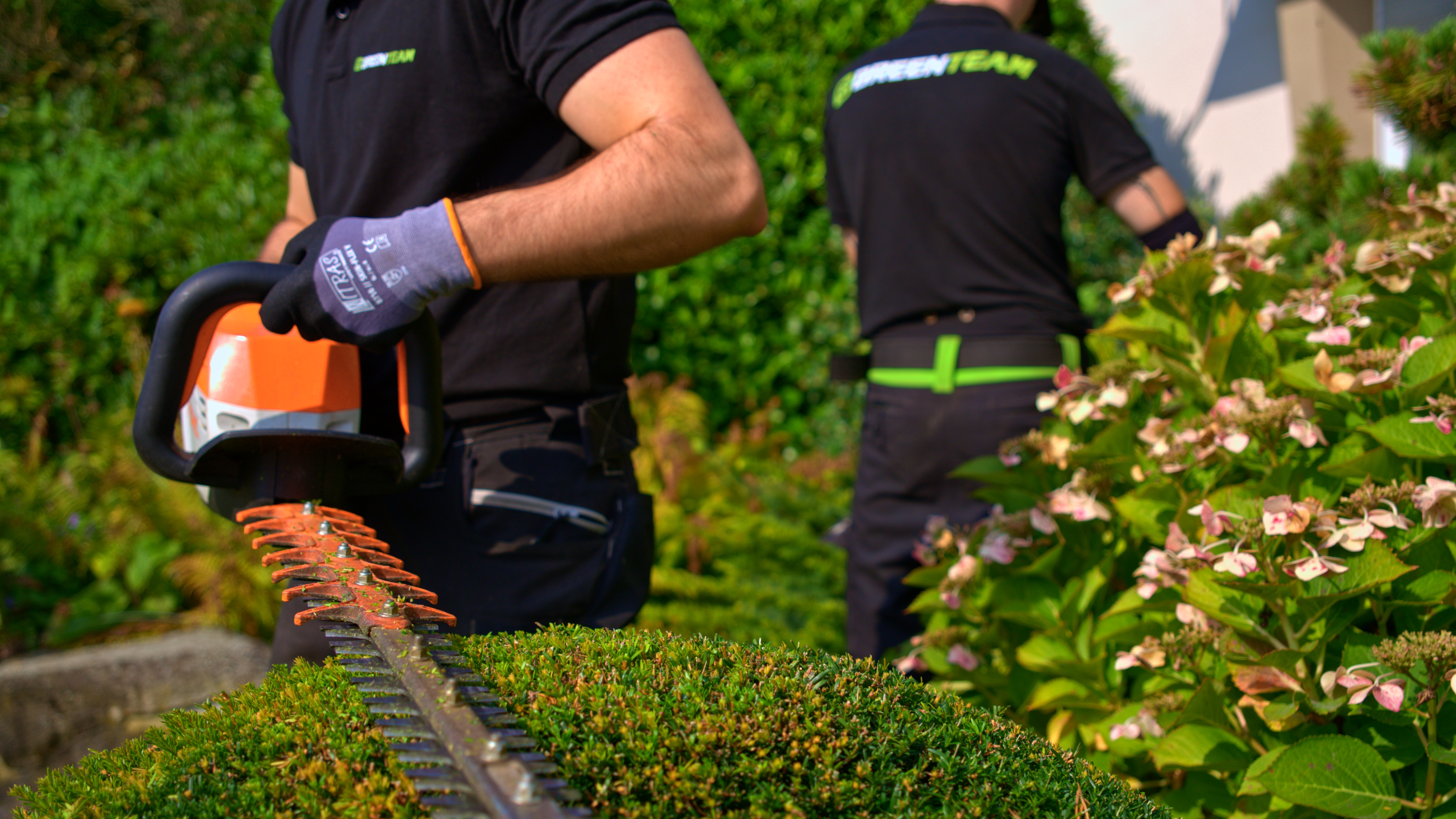 Gartengestaltung Köln-Ensen – GreenTeam schneidet Strauch in Kugelform